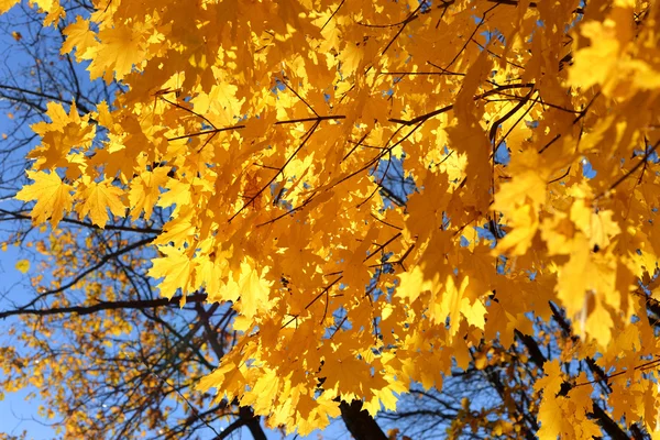 Arce amarillo —  Fotos de Stock