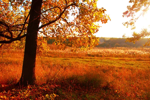 Herbst — Stockfoto