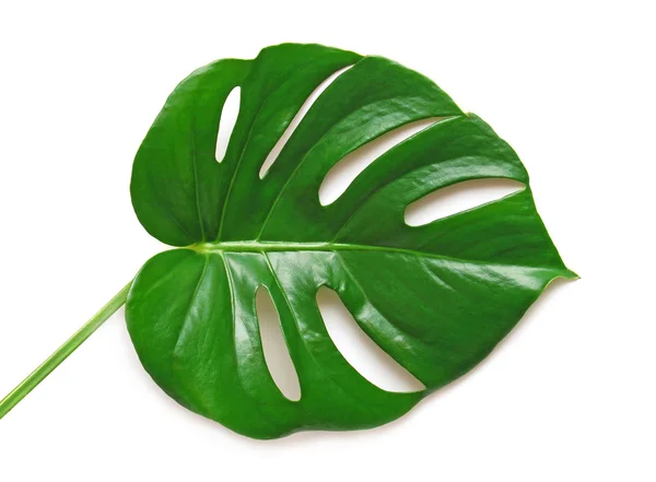 Leaf — Stock Photo, Image