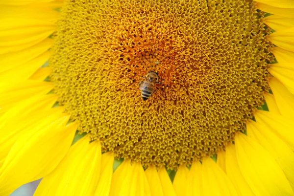 Wasp and Sunflower — Stock Photo, Image