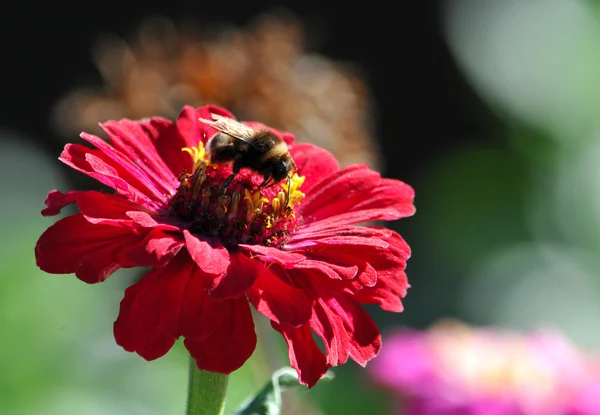 Pink daisy — Stock Photo, Image