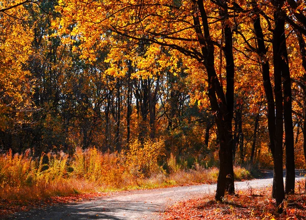 Желтые деревья — стоковое фото