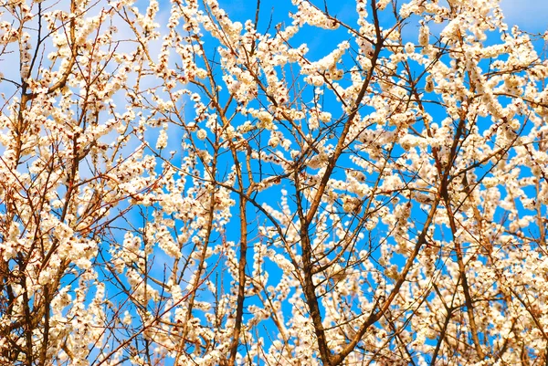 Árbol floreciente — Foto de Stock