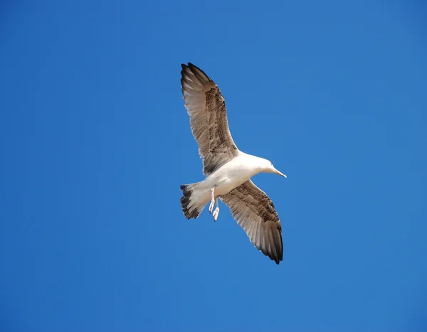 Schöne Möwe — Stockfoto