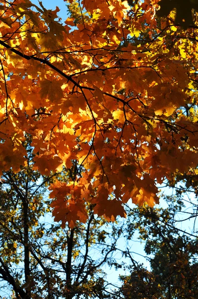 Herfst — Stockfoto