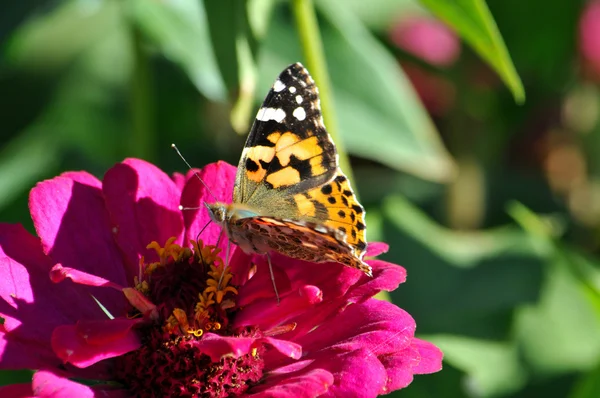 Butterfly — Stock Photo, Image