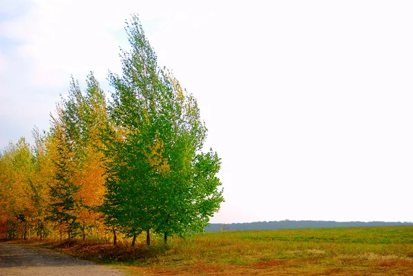 Yellow and green trees — Stock Photo, Image