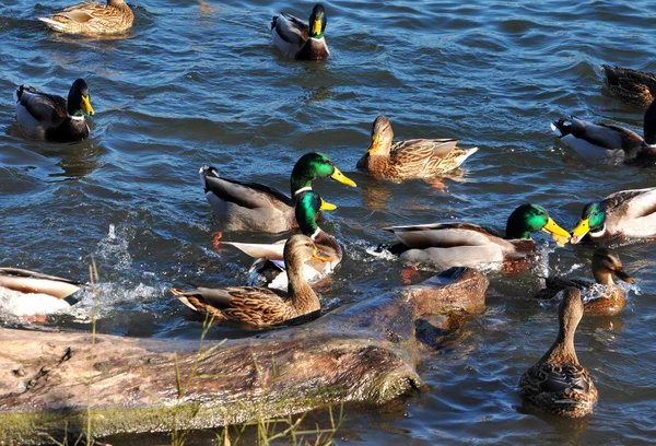 Bucht mit Wildenten — Stockfoto