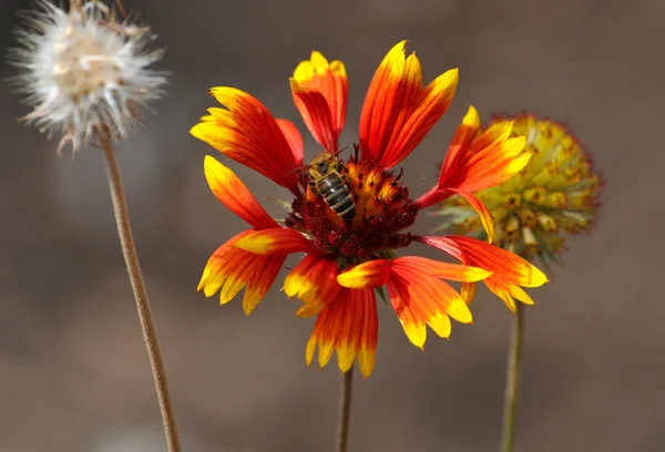 Chamomile and bee — Stock Photo, Image