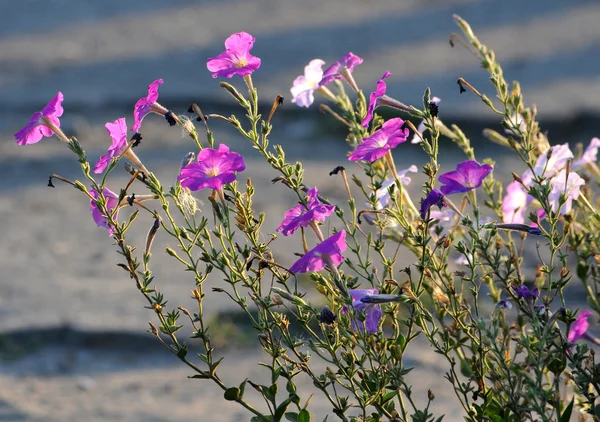 Rose Petunia — Stockfoto