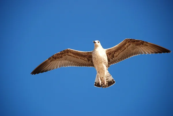 Schöne Möwe — Stockfoto