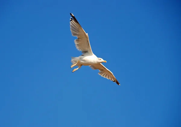 Mavi gökyüzünde martı — Stok fotoğraf