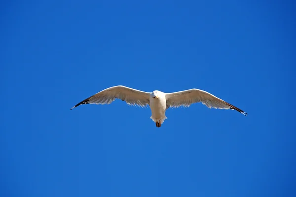 Gaviota en el cielo —  Fotos de Stock