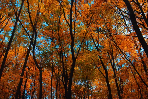 Flavescent bomen op een dark blue sky — Stockfoto