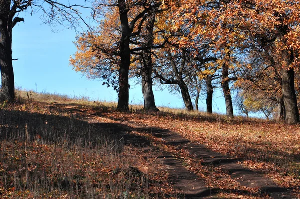 Alberi gialli — Foto Stock