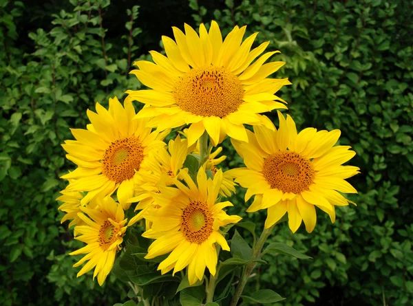 Girasoles — Foto de Stock