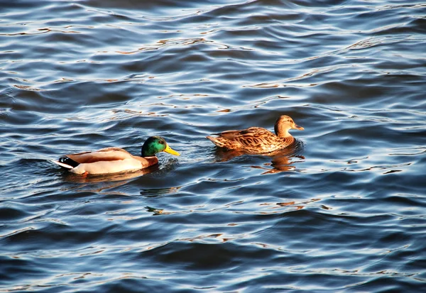 Due anatre selvatiche nel fiume — Foto Stock