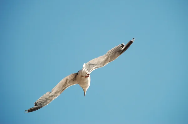 Hermosa gaviota en el cielo —  Fotos de Stock