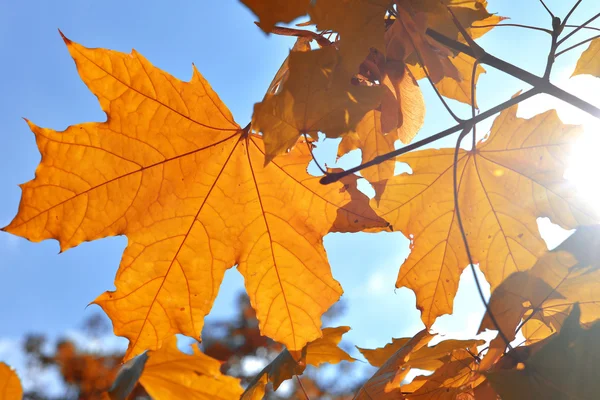 Yellow maple — Stock Photo, Image