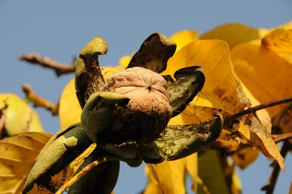 Орехи в желтых листьях — стоковое фото