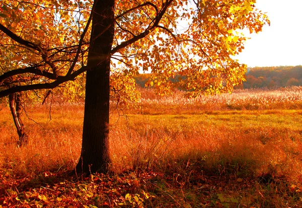 Herbst — Stockfoto