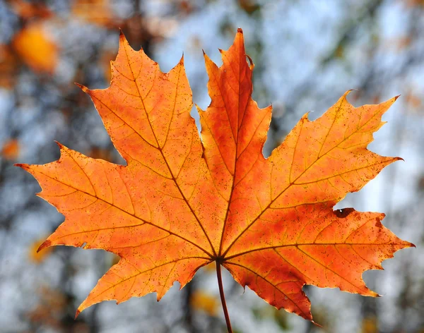 Red maple leaf — Stock Photo, Image