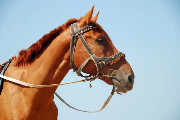 Häst — Stockfoto