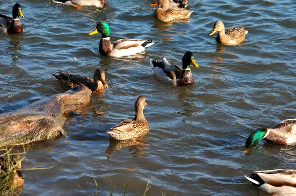 Covey of wild ducks — Stock Photo, Image