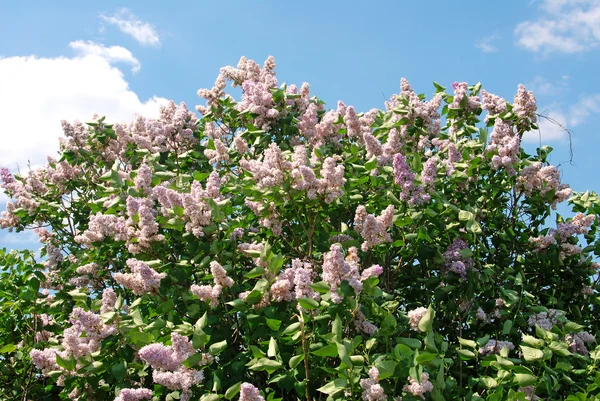 Blossoming lilacs on the blue sky — Stock Photo, Image