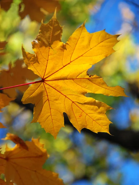 Maple leaf — Stock Photo, Image