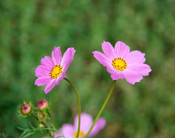 Roze madeliefjes — Stockfoto