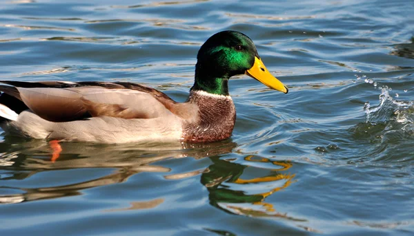 Divoká kachna v řece — Stock fotografie