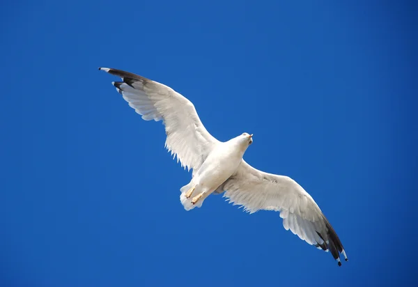 Hermosa gaviota —  Fotos de Stock