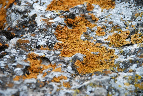 Schimmel auf den Felsen — Stockfoto