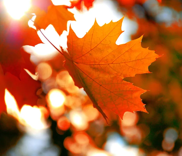 Maple leaf — Stock Photo, Image