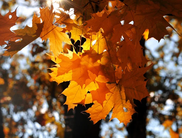 Herfst — Stockfoto