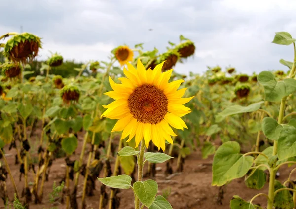 Zonnebloem in het veld — Stockfoto
