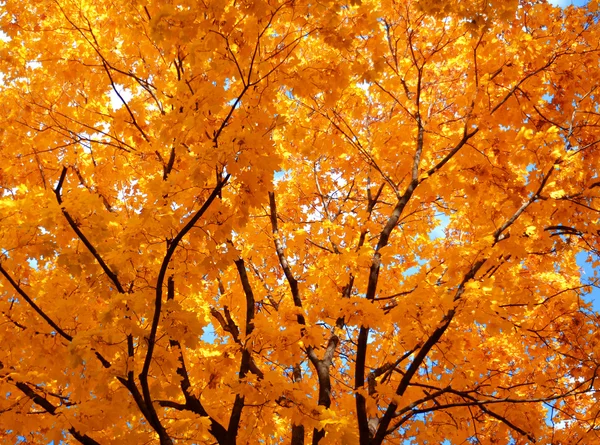 Herfst — Stockfoto