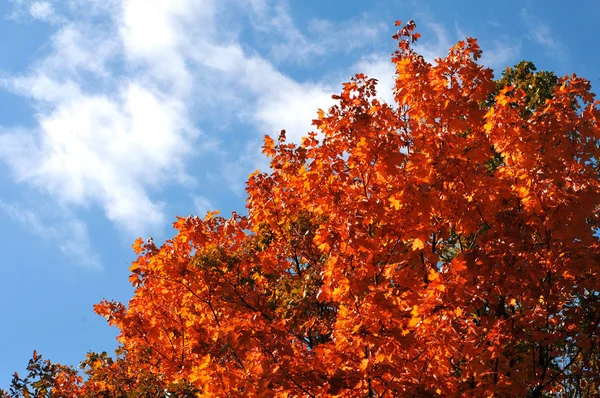 Esdoorn bladeren op de blauwe hemel — Stockfoto