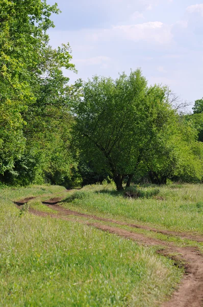 Ağaçlar yol ile — Stok fotoğraf