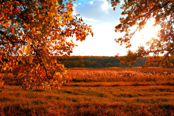 Herbst — Stockfoto