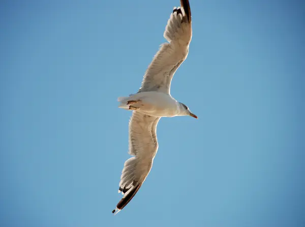 Schöne Möwe — Stockfoto