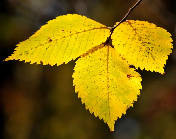 Yellow leaves — Stock Photo, Image