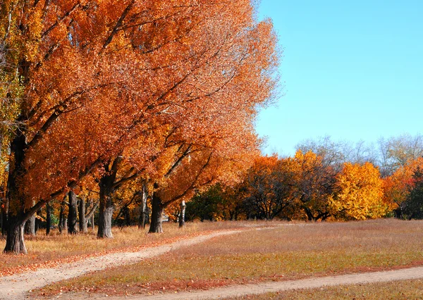 Alberi gialli — Foto Stock