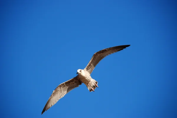 Hermosa gaviota en el cielo azul —  Fotos de Stock