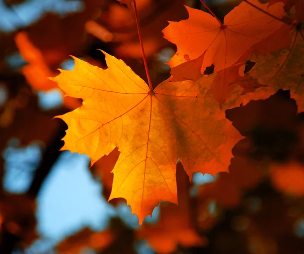 Maple leaf — Stock Photo, Image