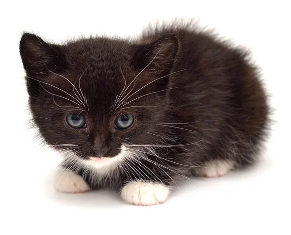 Pequeño gatito — Foto de Stock