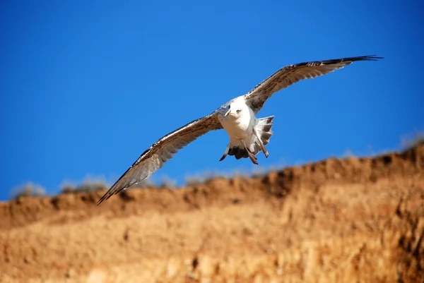 Schöne Möwe — Stockfoto