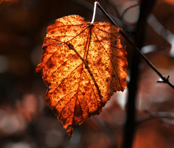 Red leaf in forest — Stock Photo, Image