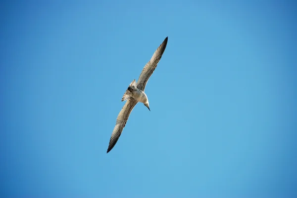 Чайка в голубом небе — стоковое фото